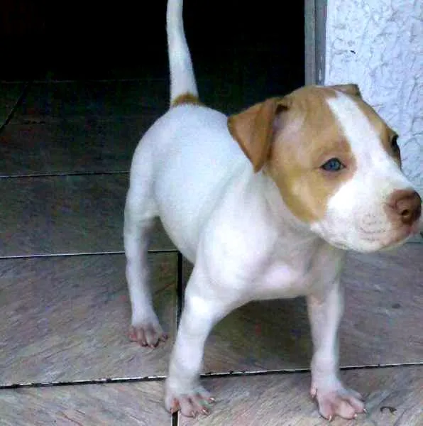 Cachorro ra a Pit-Bull idade 2 anos nome Thor Pitbull
