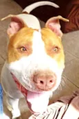 Thor Pitbull
