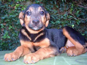 Cachorro raça Diversas idade  nome Lindos Filhotes e A