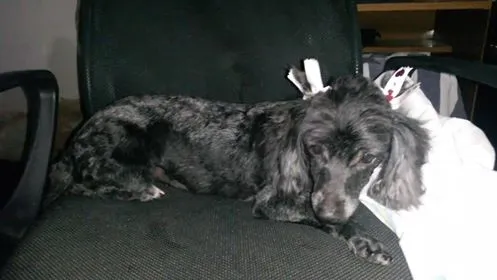 Cachorro raça Poodle idade 1 ano nome Anne