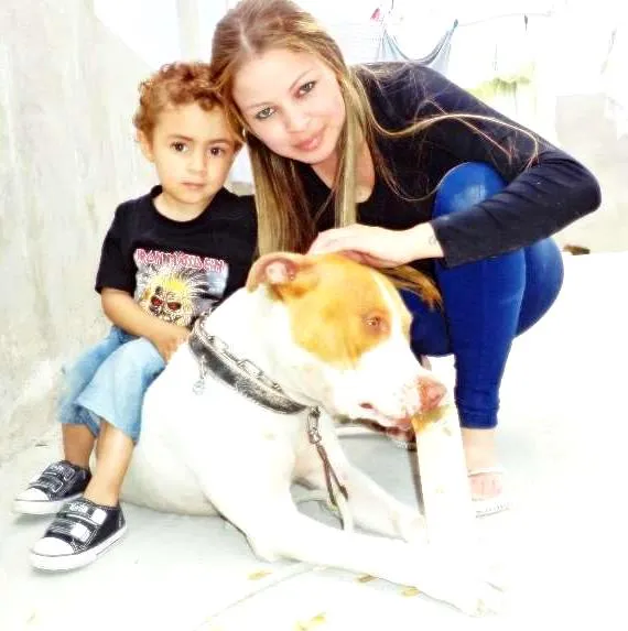 Cachorro ra a Pit-Bull idade 2 anos nome Thor Pitbull