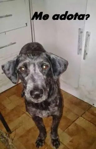 Cachorro raça Poodle idade 4 anos nome Belinha