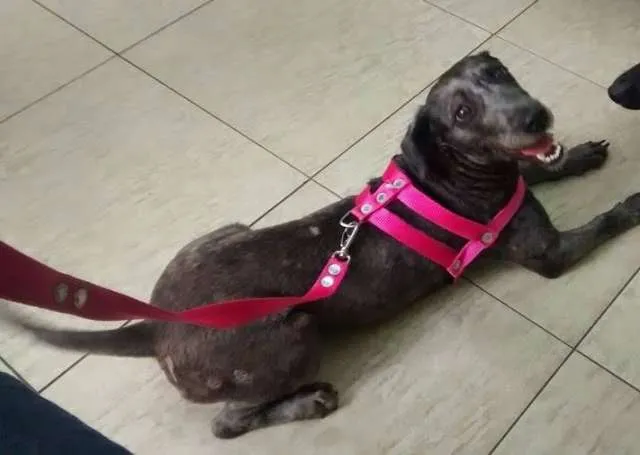 Cachorro raça Poodle idade 4 anos nome Belinha