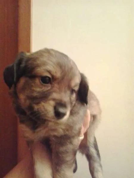 Cachorro ra a SRS idade Abaixo de 2 meses nome Menina