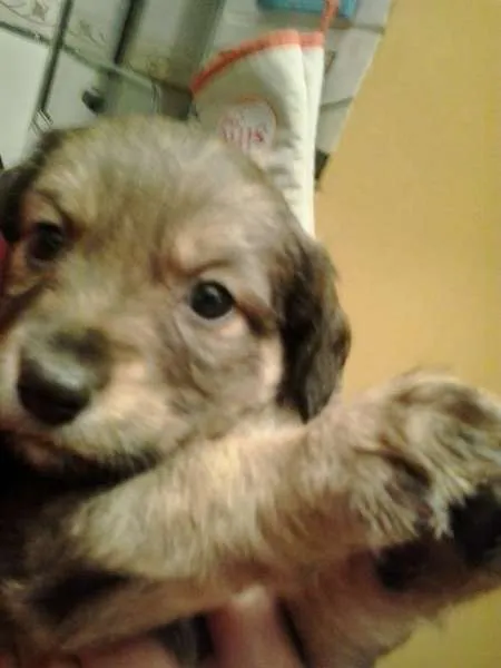 Cachorro ra a SRS idade Abaixo de 2 meses nome Menina