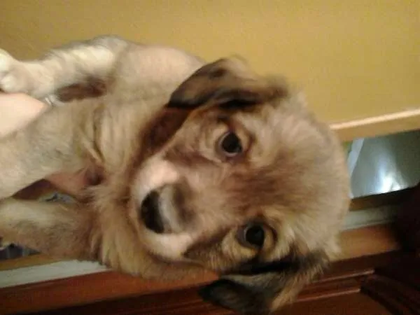 Cachorro ra a SRS idade Abaixo de 2 meses nome Menina