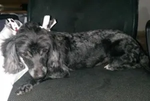 Cachorro raça Poodle idade 1 ano nome Anne