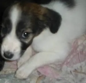 Cachorro raça Border Collie com vira-lata  idade 2 a 6 meses nome princesa 