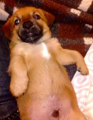 Cachorro raça SRD idade Abaixo de 2 meses nome sem nomes