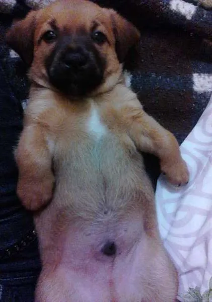 Cachorro ra a SRD idade Abaixo de 2 meses nome sem nomes
