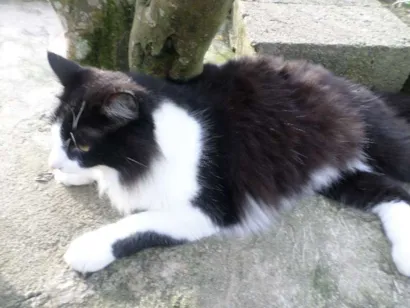 Gato raça SRD idade 1 ano nome Nicolle