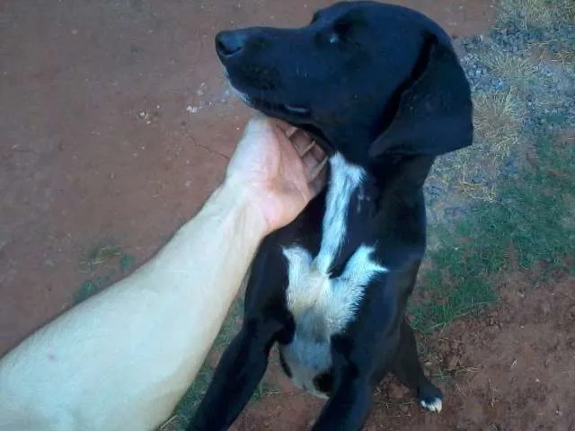 Cachorro ra a  idade  nome Lupita