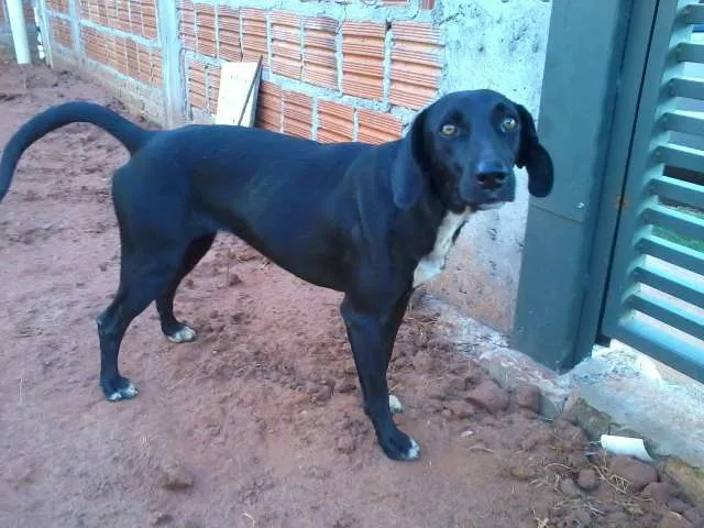Cachorro ra a  idade  nome Lupita
