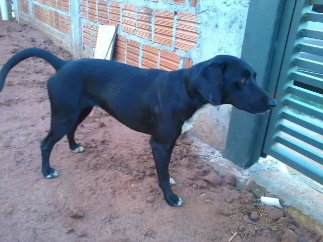 Cachorro ra a  idade  nome Lupita