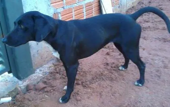 Cachorro ra a  idade  nome Lupita