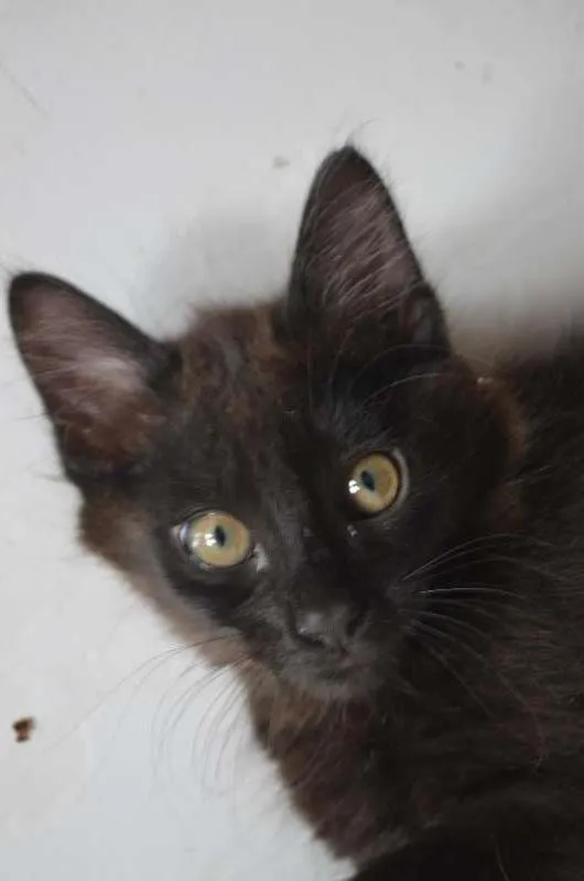 Gato ra a SRD idade 2 anos nome Penelope