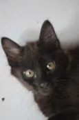 Penelope