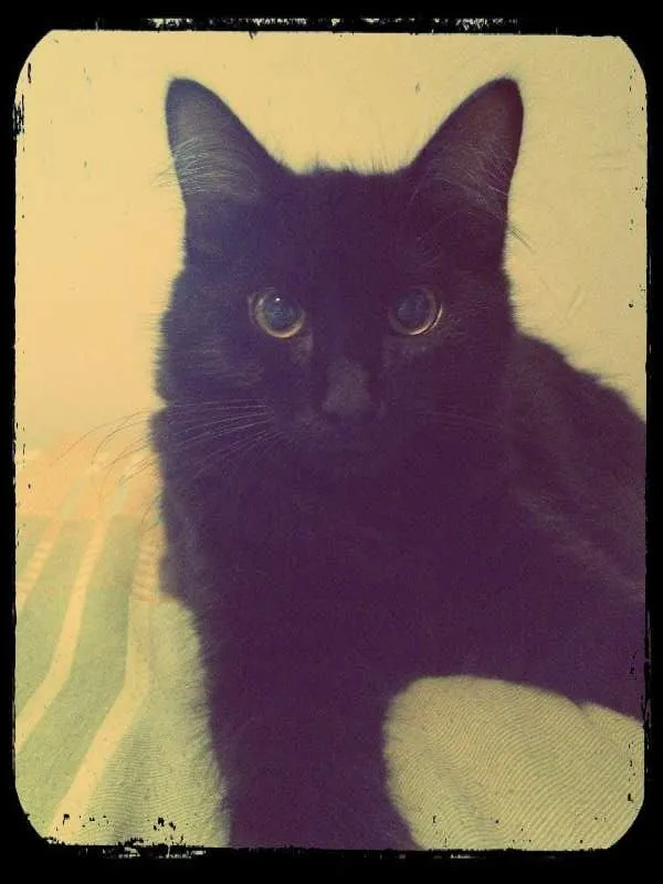 Gato ra a SRD idade 2 anos nome Penelope