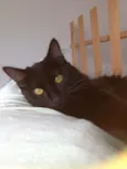 Penelope