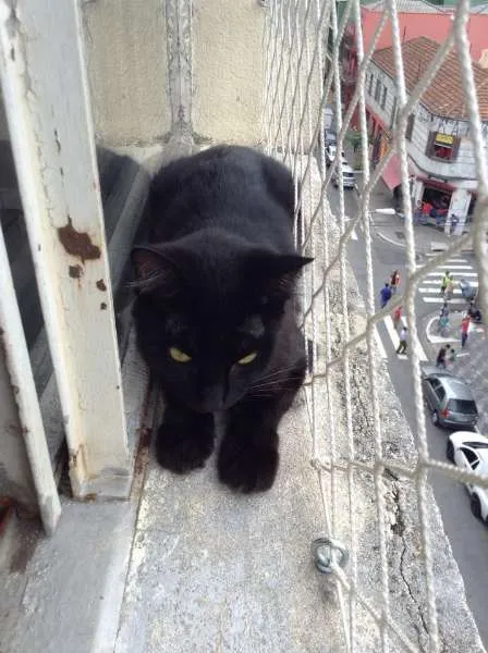 Gato ra a SRD idade 2 anos nome Penelope