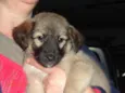 Kimba