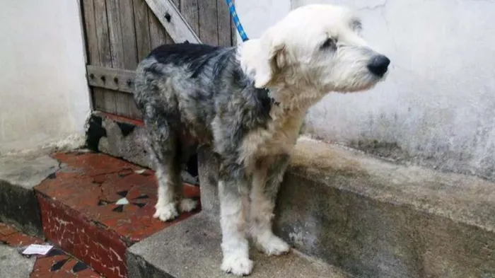 Cachorro ra a Mix Cheep Dog idade 6 ou mais anos nome Samira