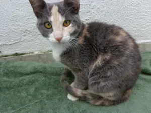 Gato raça SRD idade 7 a 11 meses nome Coralina e Kaka
