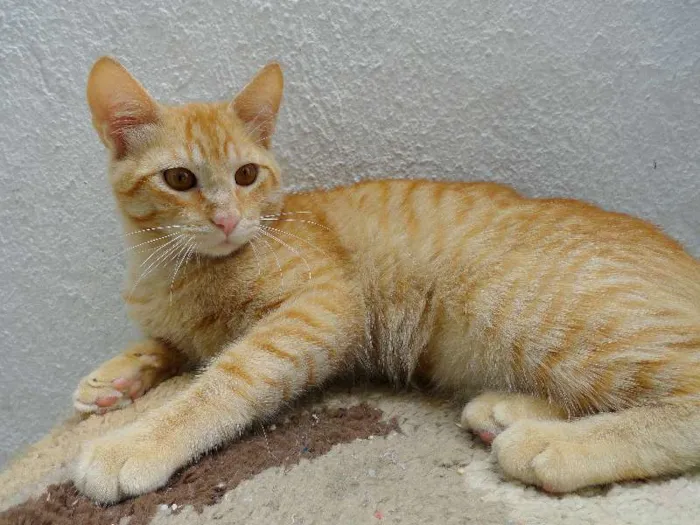Gato ra a SRD idade 7 a 11 meses nome Coralina e Kaka