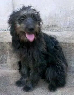 Cachorro ra a SRD idade 7 a 11 meses nome DARA