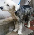 Samira
