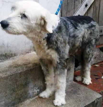 Cachorro ra a Mix Cheep Dog idade 6 ou mais anos nome Samira