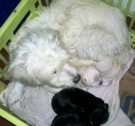 Cachorro ra a SRD idade 2 a 6 meses nome Mãe e Bebes