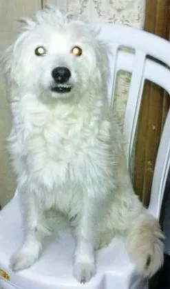 Cachorro raça SRD idade 2 a 6 meses nome Mãe e Bebes