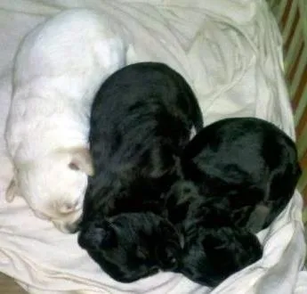 Cachorro ra a SRD idade 2 a 6 meses nome Mãe e Bebes