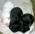 Mãe e Bebes
