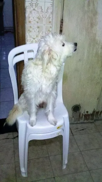 Cachorro ra a SRD idade 2 a 6 meses nome Mãe e Bebes