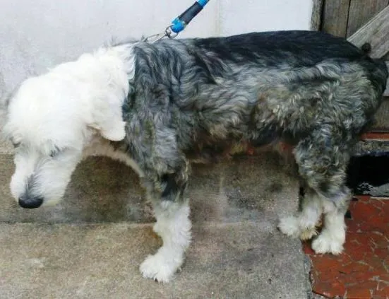 Cachorro ra a Mix Cheep Dog idade 6 ou mais anos nome Samira