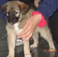 Kimba