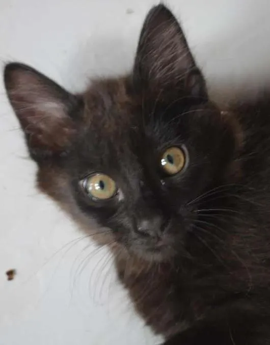Gato ra a SRD idade 2 anos nome Penelope