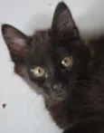 Penelope