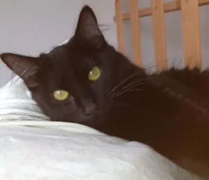 Gato raça SRD idade 2 anos nome Penelope