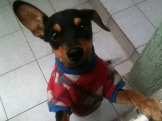 Cachorro ra a SRD idade 1 ano nome jade