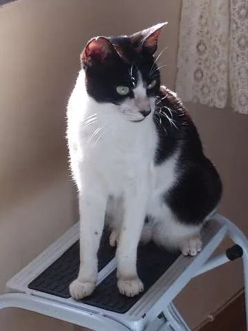 Gato ra a SRD idade 3 anos nome Tripé