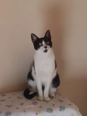 Gato raça SRD idade 3 anos nome Tripé