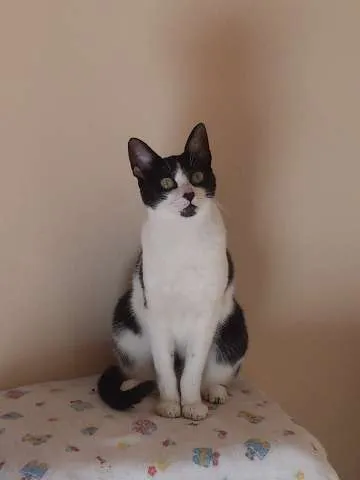 Gato ra a SRD idade 3 anos nome Tripé