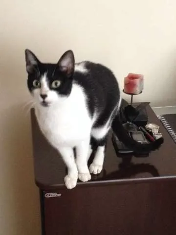 Gato ra a SRD idade 3 anos nome Tripé