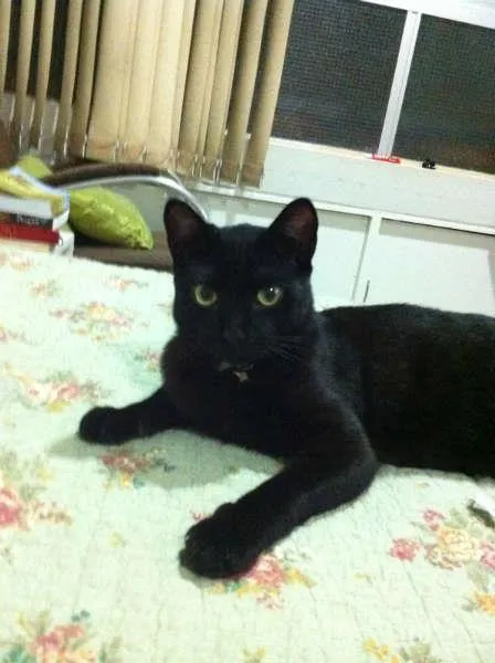 Gato raça srd idade 2 anos nome Alfredo