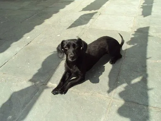 Cachorro ra a VIRA LATA idade 5 anos nome NEGA/NEGUINHA GRATI