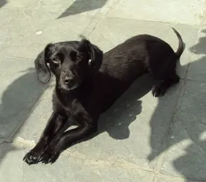 Cachorro raça VIRA LATA idade 5 anos nome NEGA/NEGUINHA GRATI