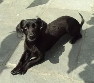 Cachorro ra a VIRA LATA idade 5 anos nome NEGA/NEGUINHA GRATI
